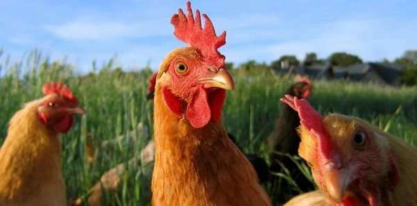 Sapanca'da Tavuk Meselesi Hastanede Bitti: 2 Yaralı, 6 Gözaltı