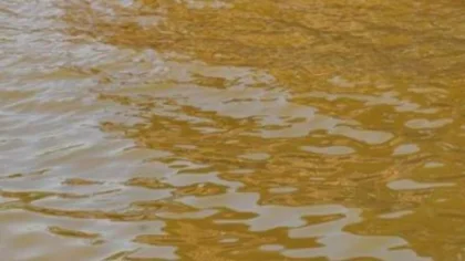 Sapanca Gölü Kıyısında Tabaka Oluştu