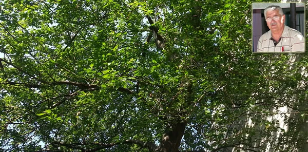 Kırkpınar Eski Belediye Başkanı Ömer Pir Ağaçtan Düşerek Yaralandı