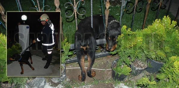 Sapanca'da Gece Yarısı Köpek Kurtarma Operasyonu