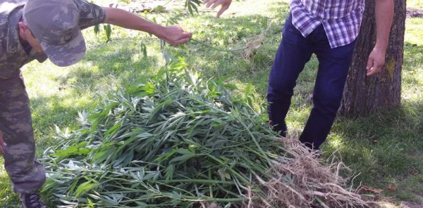 Sapanca'nın Mahmudiye Köyünde 191 Kök Kenevir Ele Geçirildi