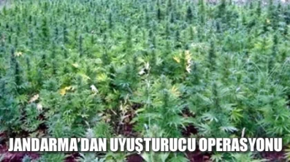Jandarma'dan Uyuşturucu Operasyonu