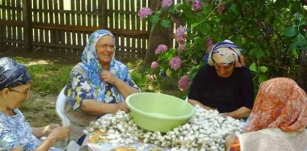 Neriman Bağdat İsimli Çiftçinin İpek Böceği Konsundaki Araştırmaları Örnek Oldu