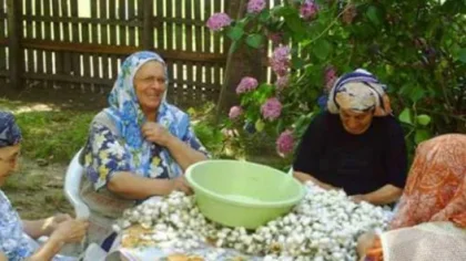 Neriman Bağdat İsimli Çiftçinin İpek Böceği Konsundaki Araştırmaları Örnek Oldu