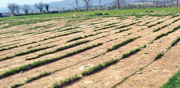 Verimli Tarım Toprakları Çim Yetiştiriciliğiyle Yok Ediliyor