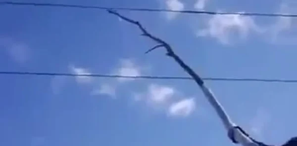 Ceviz Dokurken Elektrik Akımına Kapıldı