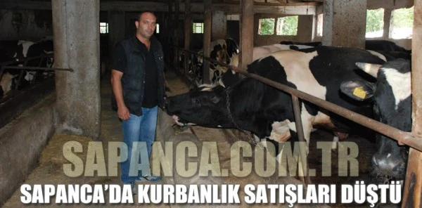 Sapanca'da Kurbanlık Satışları Düştü