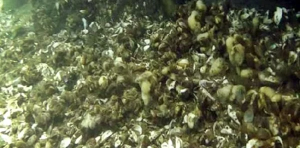 Sapanca Gölünün Zemini Bataklıktan Farksız Olduğu Ortaya Çıktı