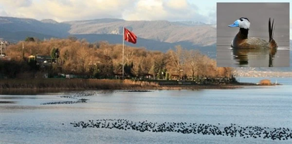 Sapanca Gölü'nü Bu Kuş Kurtaracak