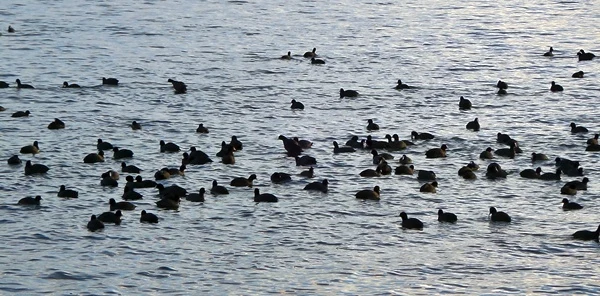 Sapanca Gölü ve Acarlar Longozunda Kış Ortası Su Kuşu Sayımı Yapıldı