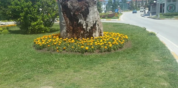 Sapanca Çiçek Açıyor
