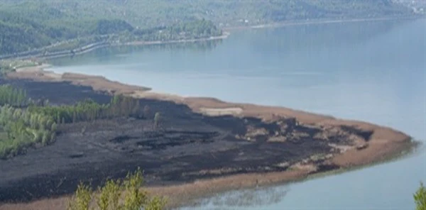 Sapanca Gölü Kenarındaki Sazlıklar Yangından 40 Gün Sonra Yeniden Yeşillendi