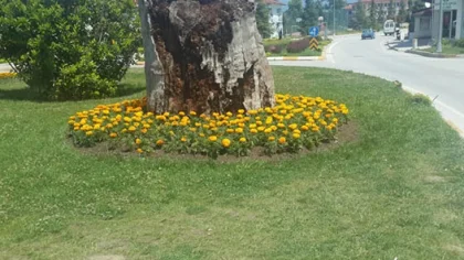 Sapanca Çiçek Açıyor