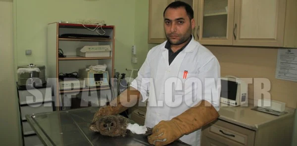 Yaralı Baykuş'a Platin Takıldı