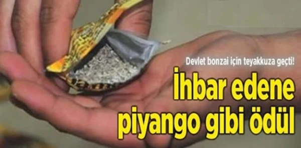Bonzai Yakalatana İnanılmaz Ödül!