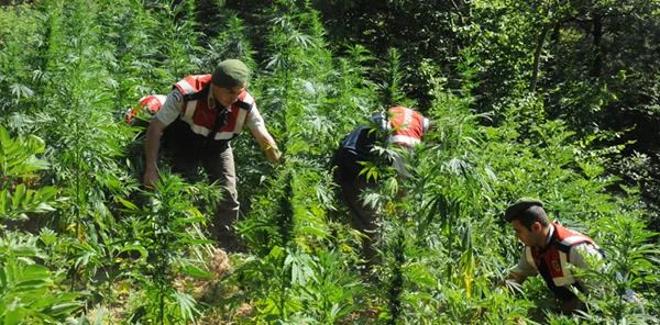 Jandarma'dan Kenevir Operasyonu