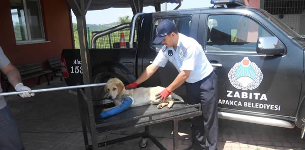 Sapanca Belediyesi Zabıta Ekipleri Yaralı Köpeğe Müdahale Etti