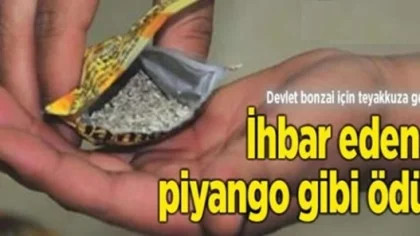 Bonzai Yakalatana İnanılmaz Ödül!