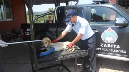 Sapanca Belediyesi Zabıta Ekipleri Yaralı Köpeğe Müdahale Etti