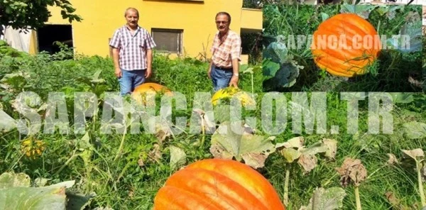 Sapanca'da Esnaf Olan Muammer Şenoğlu Dev Kabaklar Yetiştirdi