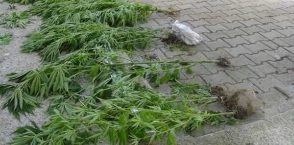 Sapanca'da Uyuşturucu Operasyonu