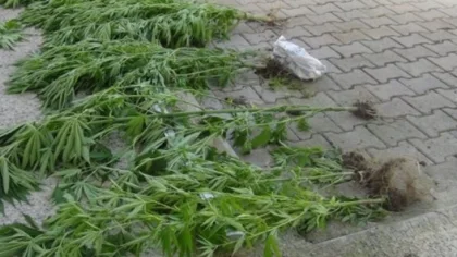 Sapanca'da Uyuşturucu Operasyonu