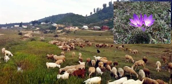 Sakarya'nın Yaylaları Sonbaharda da Büyülüyor