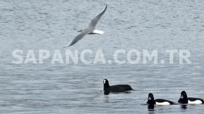 Sapanca Gölü, Son Yağışlarla Kendine Geldi