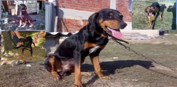 Hırsızlar Bu Kez 4 Tane Av Köpeğini Çaldı