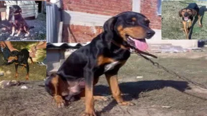 Hırsızlar Bu Kez 4 Tane Av Köpeğini Çaldı