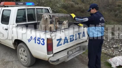 Sokak Hayvanlarına Yönelik Çalışmalar