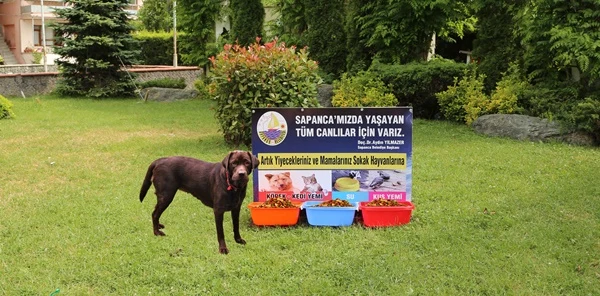 Başkan Yılmazer, 'Sokak Hayvanlarına Sahip Çıkalım'