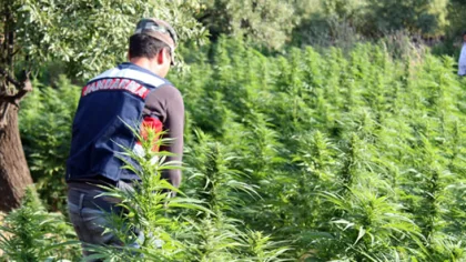 213 Kök Kenevir Bitkisi Ele Geçirildi