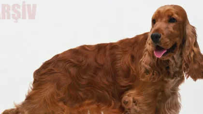 Köpeğine Çarpan Şahıstan Davacı Oldu
