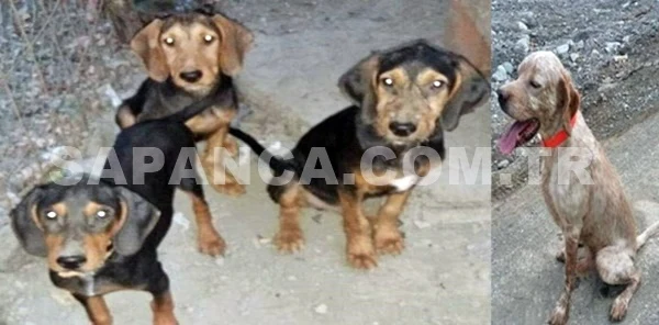Sapanca Fevziye Mahallesinde Özel Eğitimli Av Köpekleri Çalındı