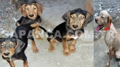 Sapanca Fevziye Mahallesinde Özel Eğitimli Av Köpekleri Çalındı