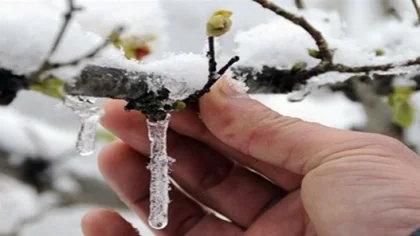 Meteorolojiden Çifçilere Zirai Don Uyarısı