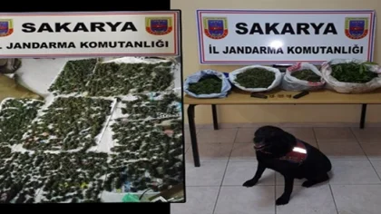 4 İlçede Esrar Operasyonu: 2 Tutuklama