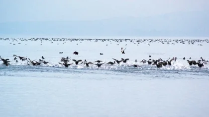 Bakanlık Bilinçsiz Avlanmaya Dikkat Çekti