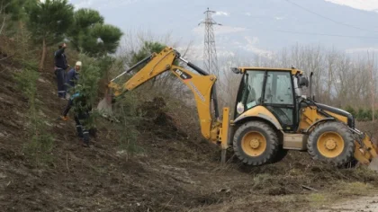 Fidan Ekimi ve Budama Çalışmaları