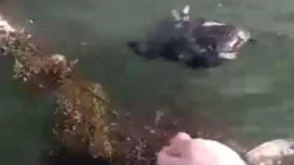 Sapanca Gölü'ne Ağ Atılmasına Tepki