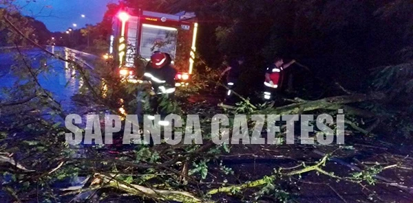 Sapanca'da Fırtına Ağaçları Devirdi