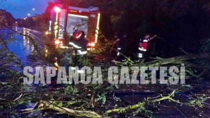 Sapanca'da Fırtına Ağaçları Devirdi