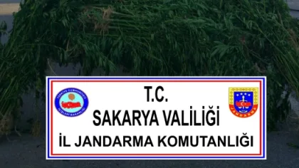 Jandarmadan Uyuşturucu Operasyonları