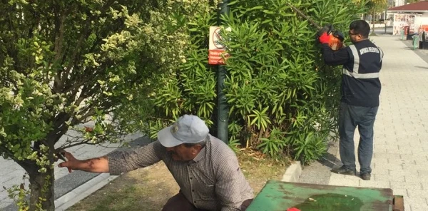 Sapanca'da Budama Çalışması