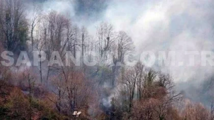 Orman Yangınında 20 Dönüm Alan Kül Oldu