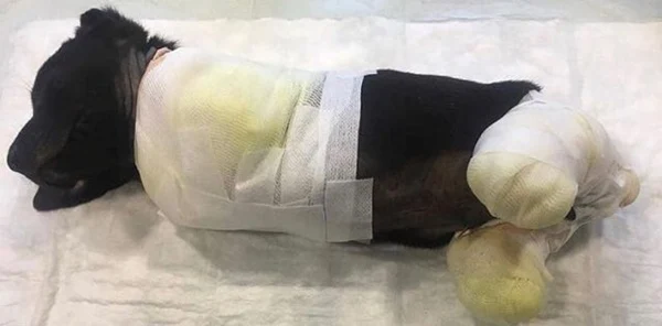 Bacakları ve Kuyruğu Kesilmiş Halde Bulundu