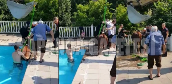 İnek, Yüzme Havuzuna Düştü