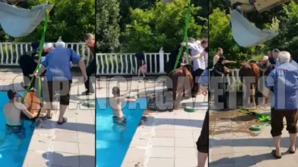 İnek, Yüzme Havuzuna Düştü