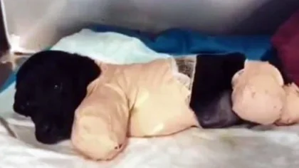 Yavru Köpeğin Üzerinden İş Makinesi Geçtiği Şüphesi